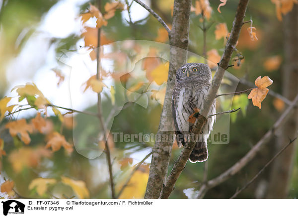 Sperlingskauz / Eurasian pygmy owl / FF-07346