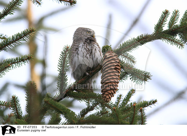 Sperlingskauz / Eurasian pygmy owl / FF-07353