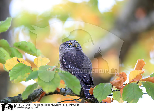 Sperlingskauz / Eurasian pygmy owl / FF-07365