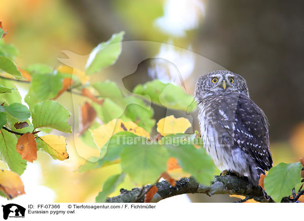 Sperlingskauz / Eurasian pygmy owl / FF-07366