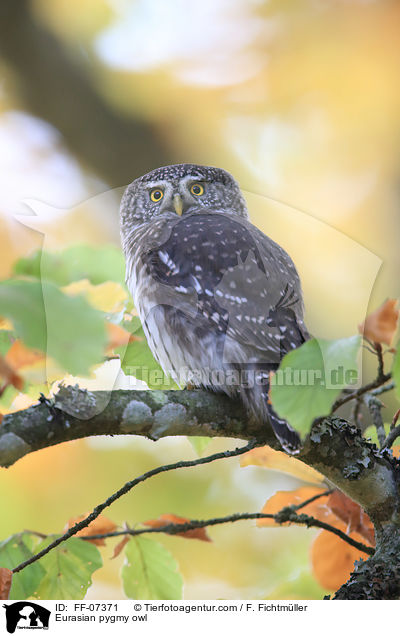 Sperlingskauz / Eurasian pygmy owl / FF-07371