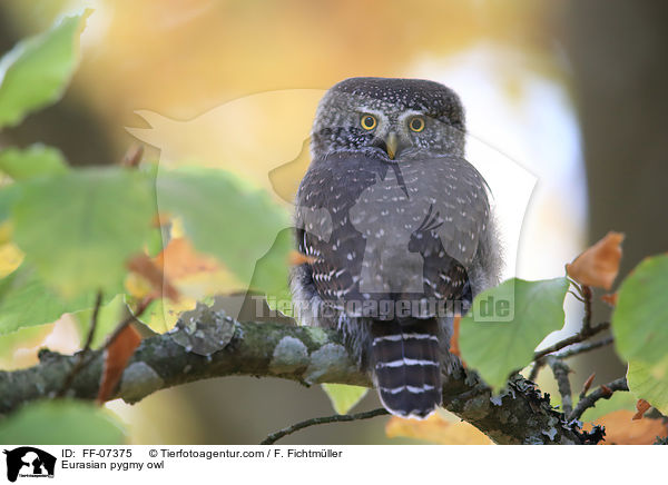 Sperlingskauz / Eurasian pygmy owl / FF-07375