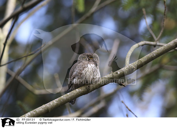 sitzender Sperlingskauz / sitting Eurasian pygmy owl / FF-09131