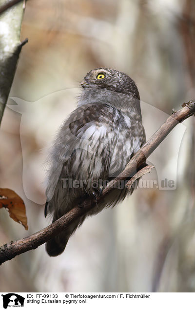 sitzender Sperlingskauz / sitting Eurasian pygmy owl / FF-09133