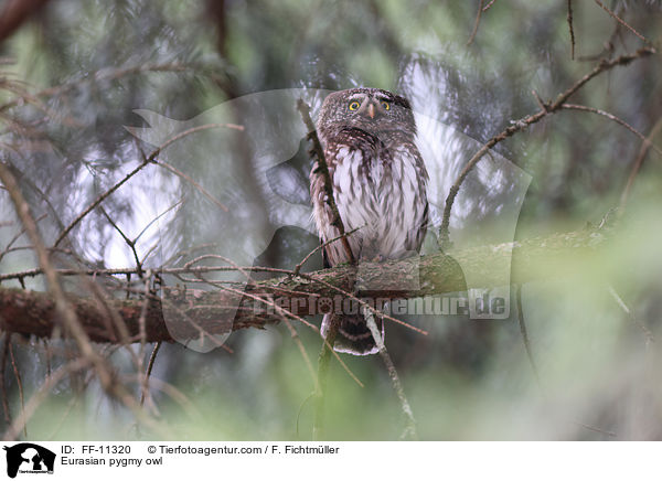 Sperlingskauz / Eurasian pygmy owl / FF-11320
