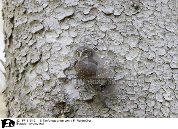 Sperlingskauz / Eurasian pygmy owl / FF-11515