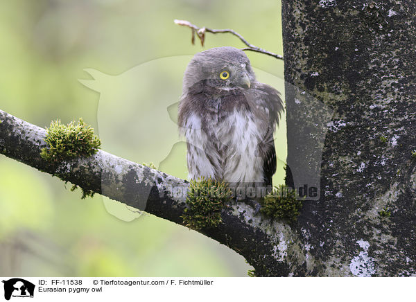 Sperlingskauz / Eurasian pygmy owl / FF-11538
