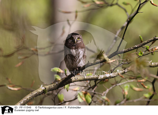 Sperlingskauz / Eurasian pygmy owl / FF-11546