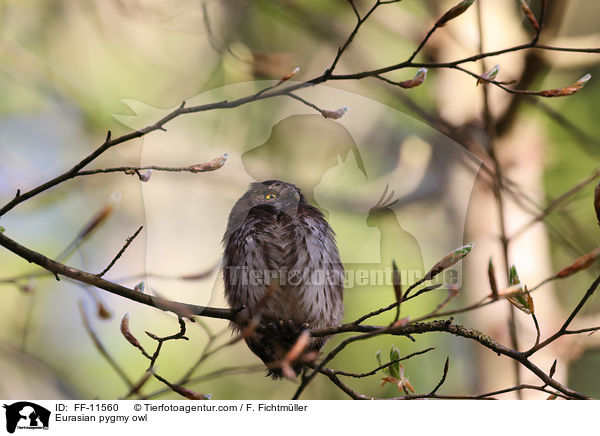 Sperlingskauz / Eurasian pygmy owl / FF-11560