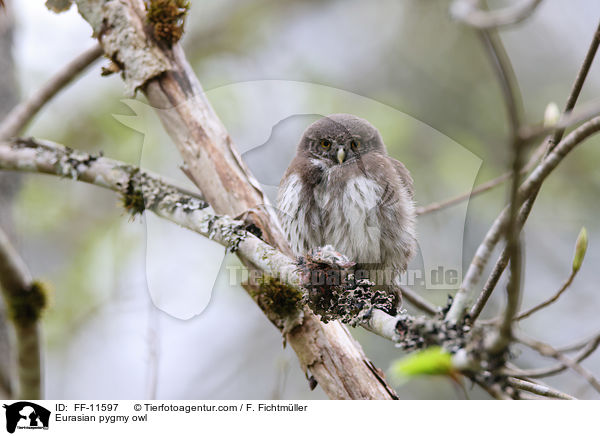 Sperlingskauz / Eurasian pygmy owl / FF-11597