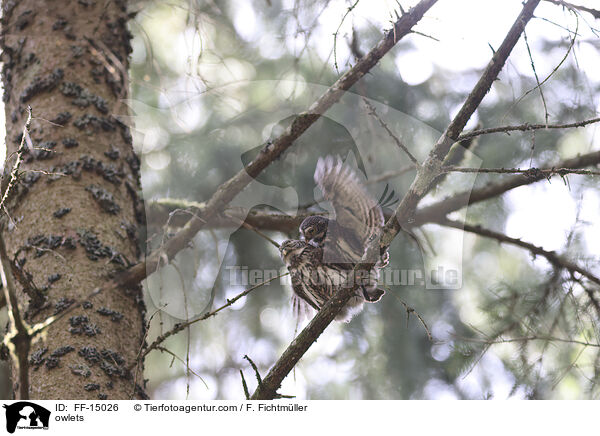 Sperlingskuze / owlets / FF-15026