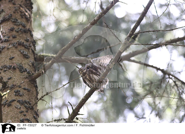 owlets / FF-15027