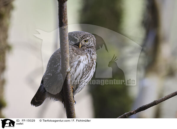 Sperlingskauz / owlet / FF-15029