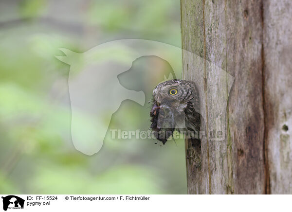 Sperlingskauz / pygmy owl / FF-15524