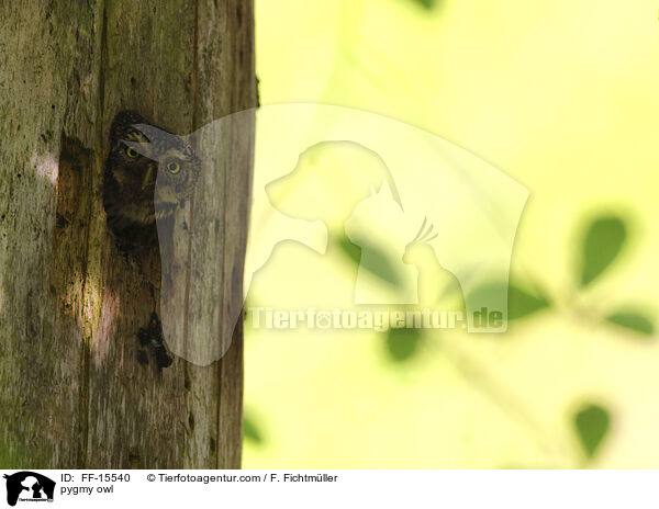 Sperlingskauz / pygmy owl / FF-15540