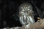 Pygmy Owl