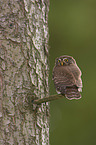 Eurasian pygmy owl