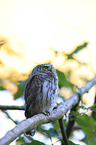 Eurasian pygmy owl