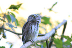 Eurasian pygmy owl