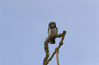 Eurasian pygmy owl