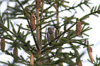 Eurasian pygmy owl