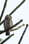 Eurasian pygmy owl