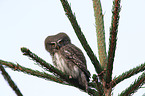 Eurasian pygmy owl