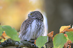 Eurasian pygmy owl