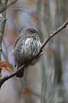 sitting Eurasian pygmy owl