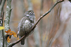 sitting Eurasian pygmy owl