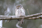 sitting Eurasian Pygmy Owl