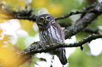 Eurasian Pygmy Owl