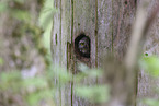 pygmy owl