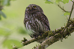 pygmy owl