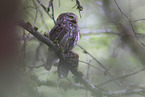 pygmy owl