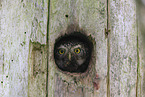 pygmy owl