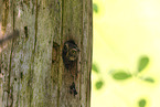 pygmy owl