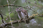 owlet