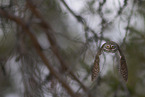 owlet