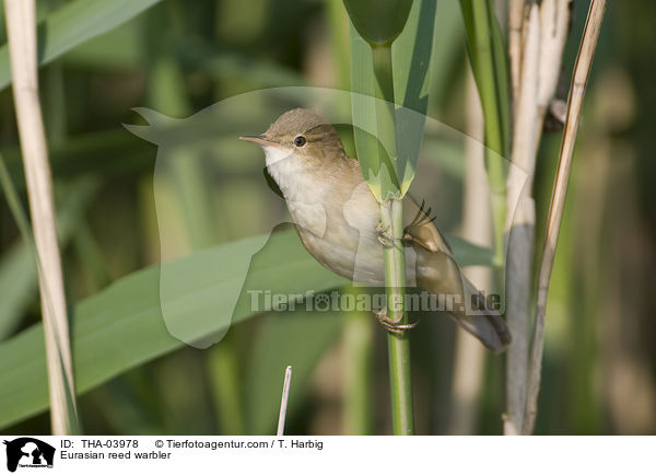 Teichrohrsnger / Eurasian reed warbler / THA-03978