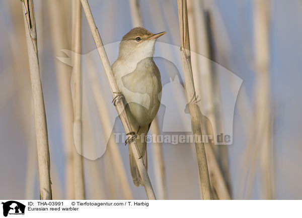 Teichrohrsnger / Eurasian reed warbler / THA-03991