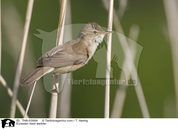 Teichrohrsnger / Eurasian reed warbler / THA-03994