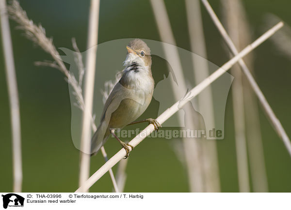 Teichrohrsnger / Eurasian reed warbler / THA-03996