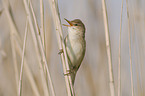 Eurasian reed warbler