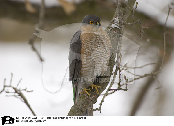 Eurasian sparrowhawk / THA-01922