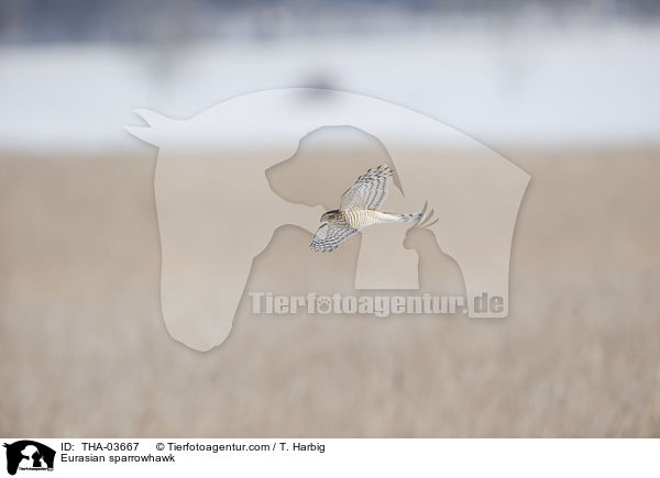 Sperber / Eurasian sparrowhawk / THA-03667
