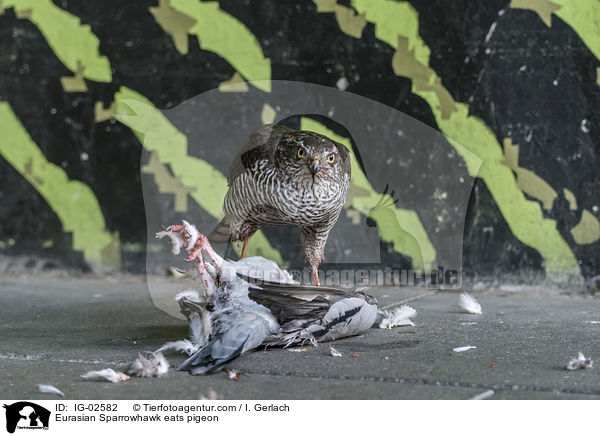 Eurasian Sparrowhawk eats pigeon / IG-02582