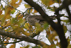 Eurasian Sparrowhawk