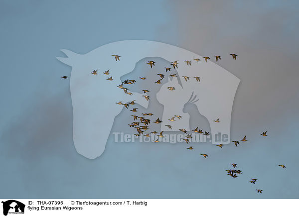 fliegende Pfeifenten / flying Eurasian Wigeons / THA-07395