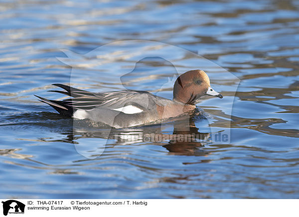 schwimmende Pfeifente / swimming Eurasian Wigeon / THA-07417